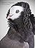 Darwin's Pigeons by Randal Keynes