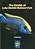 The Cichlids of Lake Malawi...