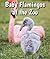 Baby Flamingos at the Zoo (All About Baby Zoo Animals)