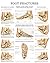 Foot fractures - Quick Reference Chart: Full illustrated