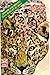 জঙ্গল by Kenneth Anderson