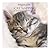 Cat Napping by David Cuschieri
