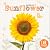 Life Cycle of a Sunflower