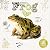 Life Cycle of a Frog