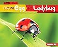 From Egg to Ladybug