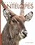 Antelopes (Amazing Animals)