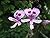 Pelargonium