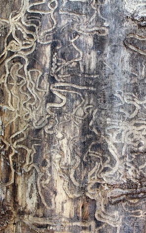 La Formimaquia (Unknown Binding)