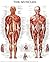 Muscular System: Quick Reference Chart, Full Illustrated