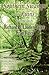 Southern Swamps and Ruins