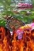 The Fall Of Larimore (Ladyb...