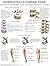 Herniated Lumbar Disk - Quick Reference Chart: Full illustrated