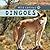 Dingoes (Wild Canines)
