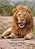 Safari Adventures in Southe...