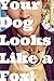 Your Dog Looks Like A Fox!:...