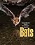 Frequently Asked Questions About Bats
