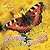 Caterpillar To Butterfly (LifeCycles)