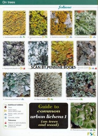 Guide to Common Urban Lichens (Pt. 1)