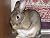 Bella The Bunny
