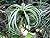 Epiphyte: Air plant