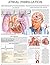 Atrial fibrillation e-chart: Quick reference guide