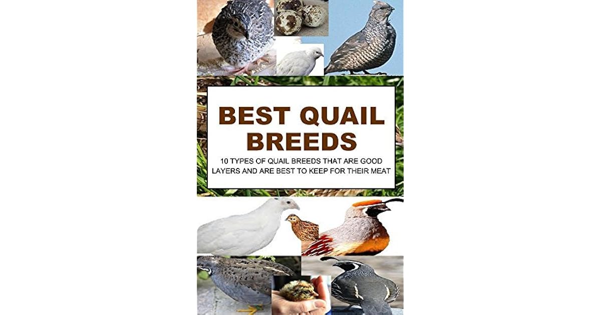 Best Quail Breeds: 10 Types Of Quail Breeds That Are Good Layers And