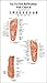 Tui Na Foot Reflexology Wall Chart (English-Chinese)