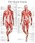 The muscle system e-chart: Quick reference guide