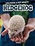 Hedgehog (You Have a Pet What?!)
