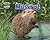Muskrat (Swamp Things: Animal Life in a Wetland)