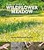 How to Make a Wildflower Meadow: Tried-and-Tested Techniques for New Garden Landscapes