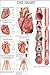 The heart: E-chart, full illustrated