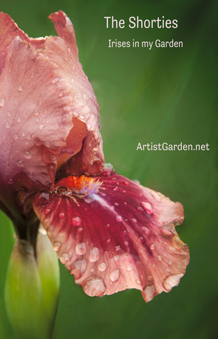 The Shorties: Irises in my Garden (ArtistGarden.net # 3)