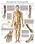 Peripheral Neuropathy e-chart: Full illustrated