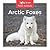 Arctic Foxes by Leo Statts