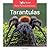 Tarantulas (Rain Forest Animals)