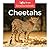 Cheetahs