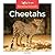 Cheetahs (Savanna Animals)