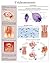 Trichomoniasis e-chart: Full illustrated