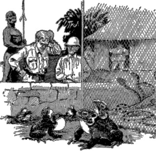 The Tissue-Culture King (Unknown Binding)