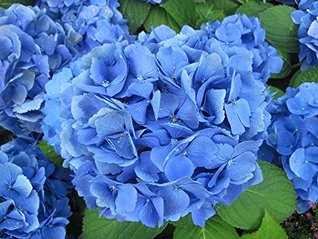 Hydrangea: Hortensia