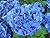 Hydrangea: Hortensia