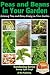 Peas and Beans in Your Garden - Growing Peas and Beans Easily in Your Garden (Gardening Series Book 21)