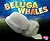 Beluga Whale