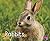 Rabbits (Woodland Wildlife)