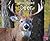 White-Tailed Deer (Woodland Wildlife: Pebble Plus)