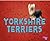 Yorkshire Terriers (Tiny Dogs)