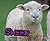Sheep (Farm Animals)