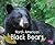 North American Black Bears (Woodland Wildlife)