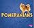 Pomeranians (Tiny Dogs)